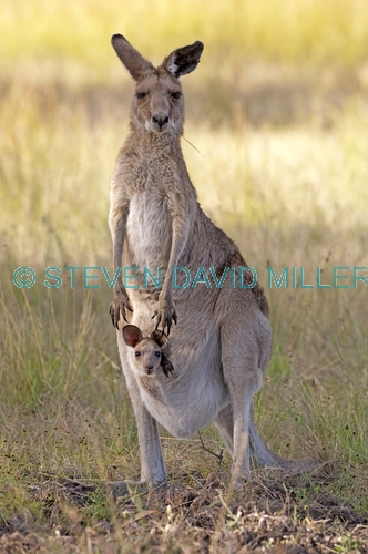 eastern grey kangaroo;macropus giganteus;kangaroo standing;female kangaroo with joey in pouch;joey kangaroo in pouch;undara volcanic national park;queensland national park