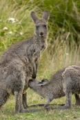 Gariwerd;eastern-gray-kangaroo