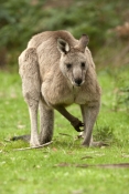 eastern-grey-kangaroo-picture;eastern-grey-kangaroo;eastern-gray-kangaroo;male-eastern-grey-kangaroo