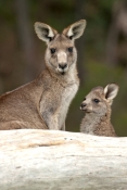 eastern-grey-kangaroo-with-joey-picture;eastern-grey-kangaroo-with-joey;grey-kangaroo-with-joey;kang