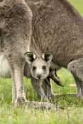 eastern-grey-kangaroo-joey-picture;eastern-grey-kangaroo-joey;grey-kangaroo-joey;kangaroo-joey;macro