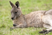 eastern-grey-kangaroo-picture;eastern-grey-kangaroo;grey-kangaroo;kangaroo;macropus-giganteus;kangar