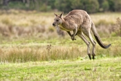 eastern-grey-kangaroo-hopping-picture;eastern-grey-kangaroo-hopping;eastern-gray-kangaroo-hopping;fe