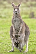 eastern-grey-kangaroo-with-joey-in-pouch-picture;eastern-grey-kangaroo-with-joey-in-pouch;grey-kanga