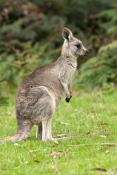 eastern-grey-kangaroo-picture;eastern-grey-kangaroo;eastern-gray-kangaroo;female-eastern-grey-kangar