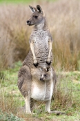 kangaroo;joey;joey-in-pouch;mother-and-baby-kangaroo;eastern-grey-kangaroo;macropus-giganteus;grampi