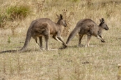 Gariwerd;eastern-gray-kangaroo;kangaroo-courtship