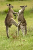 Gariwerd;eastern-gray-kangaroo;kangaroos-fighting