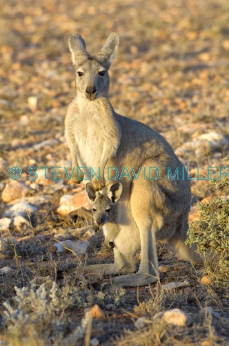 euro or common wallaroo foraging;female kangaroo with joey;joey in pouch;maropus robustus;common wallaroo;euro or wallaroo pale eyelid;exmouth;cape range national park;euro;wallaroo;western australia national park