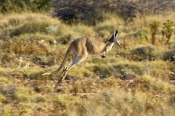 kangaroo-in-motion;kangaroo-bounding-or-running;euro;maropus-robustus;common-wallaroo;western-austra