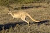kangaroo-in-motion;kangaroo-bounding-or-running;euro;maropus-robustus;common-wallaroo;western-austra