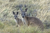 kangaroo-and-joey;mother-with-joey;euro;maropus-robustus;common-wallaroo;cape-range-national-park;ex