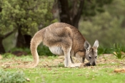 euro;common-wallaroo;wallaroo;macropus-robustus;kangaroo;flinders-ranges-national-park;furry-kangaro
