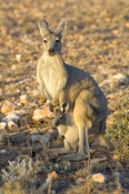 euro-or-common-wallaroo-foraging;female-kangaroo-with-joey;joey-in-pouch;maropus-robustus;common-wal