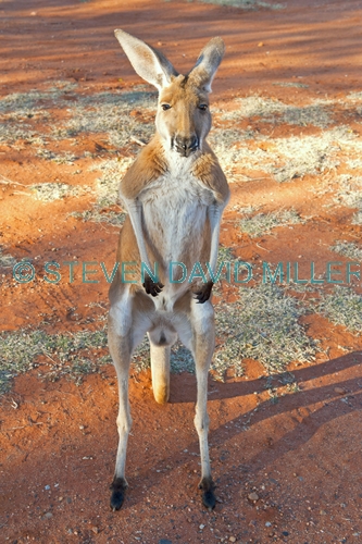 red kangaroo picture;red kangaroo;kangaroo;macropus rufus;female kangaroo;female red kangaroo;large kangaroo;kangaroo looking at camera;kangaroo standing up;kangaroo on tips of legs;tame kangaroo;young kangaroo;curious kangaroo;northern territory;central australia