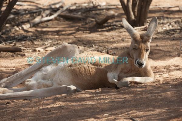 red kangaroo;macropus rufus;kangaroo sleeping;kangaroo resting;alice springs desert park