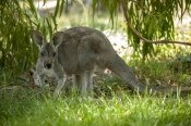 australian-marsupial