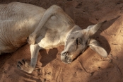 kangaroo-snoozing