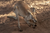 rescued-kangaroo