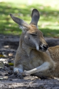 red-kangaroo;macropus-rufus;kangaroo-sleeping;kangaroo-head