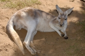 red-kangaroo;male-red-kangaroo;macropus-rufus;kagaroo;kangaroo-sleeping;kangaroo-portrait