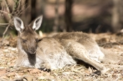 young-kangaroo-sleeping;young-western-grey-kangaroo-sleeping;macropus-fuliginosus;flinders-ranges-na