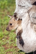 western-grey-kangaroo-picture;western-grey-kanagroo;black-faced-kangaroo;mallee-kangaroo;macropus-fu