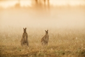 agile-wallaby-picture;agile-wallaby;agile-wallaby-pair;macropus-agilis;wallaby;wallabies;australian-