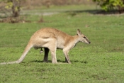 agile-wallaby-picture;agile-wallaby;male-agile-wallaby;macropus-agilis;wallaby;wallabies;australian-