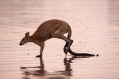 kangaroo-hopping;agile-wallaby;macropus-agilis;cape-hillsborough-national-park;kangaroo-on-beach