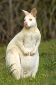 albino-kangaroo;albino-bennetts-wallaby;bennetts-wallaby;albino;albino-animal;albino-mammal;bruny-is