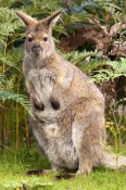 wallaby;bennetts-wallaby;bennetts-wallaby;bruny-island;south-bruny-island;tasmania;red-necked-wallab
