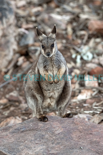 black-footed rock wallaby picture;black-flanked rock wallaby picture;black footed rock wallaby;black flanked rock wallaby;petrogale lateralis;small rock wallaby;central australia wallaby;australian wallabies;australian rock wallabies;cute wallaby;cute animal;small marsupial;small macropod;heavitree gap;central australia;alice springs;northern territory;australian wildlife;steven david miller