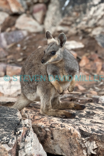 black-footed rock wallaby picture;black-flanked rock wallaby picture;black footed rock wallaby;black flanked rock wallaby;petrogale lateralis;small rock wallaby;central australia wallaby;australian wallabies;australian rock wallabies;cute wallaby;cute animal;small marsupial;small macropod;heavitree gap;central australia;alice springs;northern territory;australian wildlife;steven david miller
