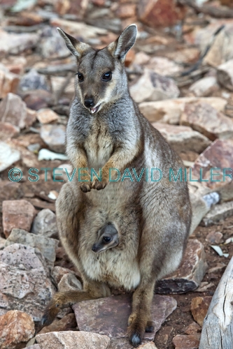 black-footed rock wallaby picture;black-flanked rock wallaby picture;black footed rock wallaby;black flanked rock wallaby;petrogale lateralis;female rock wallaby with joey;female rock wallaby;small rock wallaby;central australia wallaby;australian wallabies;australian rock wallabies;cute wallaby;cute animal;small marsupial;small macropod;heavitree gap;central australia;alice springs;northern territory;australian wildlife;steven david miller