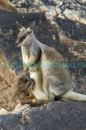 black-footed rock wallaby picture;black-flanked rock wallaby picture;black footed rock wallaby;black flanked rock wallaby;wallaby with joey;kangaroo with joey;petrogale lateralis;small rock wallaby;central australia wallaby;australian wallabies;australian rock wallabies;cute wallaby;cute animal;small marsupial;small macropod;heavitree gap;central australia;alice springs;northern territory;australian wildlife;steven david miller