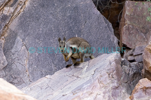 black-footed rock wallaby picture;black-flanked rock wallaby picture;black footed rock wallaby;black flanked rock wallaby;petrogale lateralis;small rock wallaby;central australia wallaby;australian wallabies;australian rock wallabies;cute wallaby;cute animal;small marsupial;small macropod;simpsons gap;west macdonnell ranges national park;central australia;alice springs;northern territory;australian wildlife;steven david miller