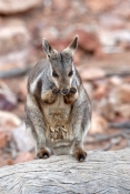 black-footed-rock-wallaby-picture;black-flanked-rock-wallaby-picture;black-footed-rock-wallaby;black