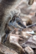black-footed-rock-wallaby-joey-picture;black-flanked-rock-wallaby-joey-picture;black-footed-rock-wal