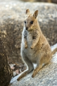 Australian Marsupials