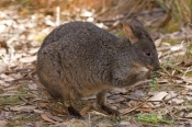 rufous-bellied-pademelon-picture;rufous-bellied-pademelon;tasmanian-pademelon;red-bellied-pademelon;