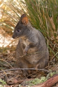 rufous-bellied-pademelon-picture;rufous-bellied-pademelon;tasmanian-pademelon;red-bellied-pademelon;