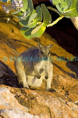 short-eared rock wallaby picture;short-eared rock wallaby;short eared rock wallaby;rock wallaby;wallaby;australian wallabies;marsupials;macropods;petrogale brachyotis;lake argyle wallaby;lake argyle