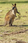 swamp-wallaby;black-wallaby;wallabia-bicolor;australian-wallabies;australian-marsupial
