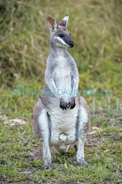 australian national park;australian marsupial;australian wallaby