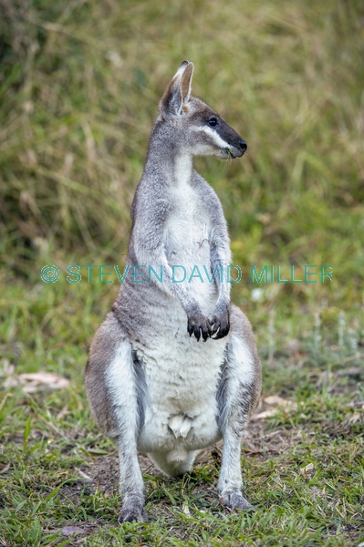 australian national park;australian marsupial;australian wallaby