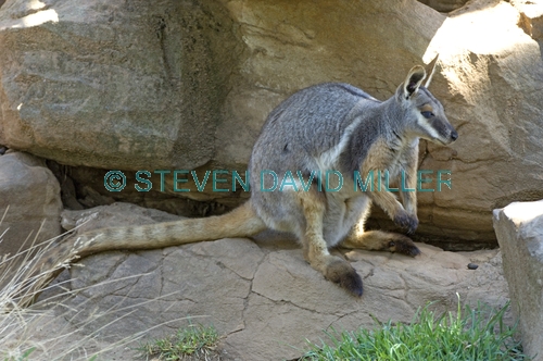 yellow-footed rock wallaby picture;yellow-footed rock wallaby;yellow footed rock wallaby;petrogale xanthopus;wallaby;wallaby breeding program;endangered species breeding program;adelaide zoo;arkaroola