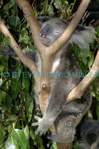 koala;koala picture;koala portrait;koala in tree;phascolarctos cinereus;eye contact;cute;furry;adorable;lone pine koala sanctuary;koala sleeping;koala snoozing;sleepy koala