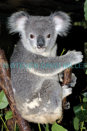 koala;koala picture;koala portrait;koala in tree;phascolarctos cinereus;eye contact;cute;furry;adorable;lone pine koala sanctuary