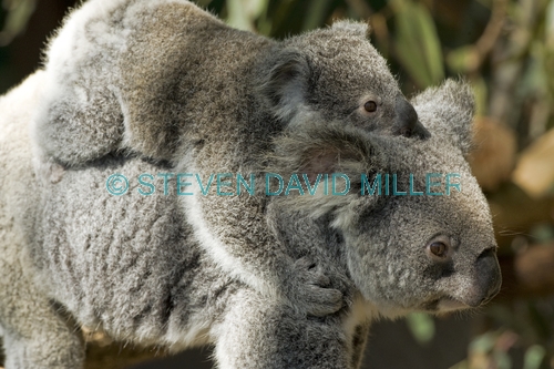 koala joey;phacolarctos cinereus;koala mother and joey;koala joey on;mother's back;lone pine koala sanctuary;cute;furry;adorable